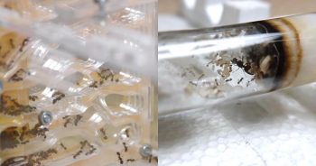 Wildlife Experts Are Warning About the Growing Pet Ant Trade
