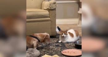 Loyal Cat Won’t Leave Senior Dachshund’s Side After He Enters Hospice