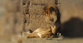 He Stayed By His Mate’s Side Until The Very End, A Lion Love Story