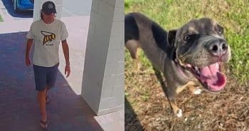 Shelter Dog Taken From Adoption Center, Humane Society Asks for Help