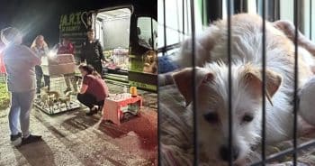 Rescuers Shocked to Find Dozens of Chihuahuas Dumped Along Florida Road
