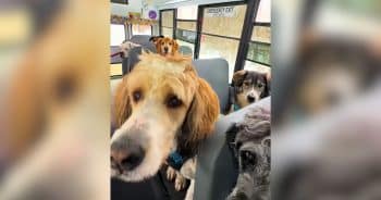 Dog Walker Turned a Bus Into the Ultimate Doggy Adventure Wagon