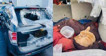 Dog Found Alive in Abandoned SUV After Being Trapped for a Month