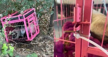 Hero Dog Sniffs Out Crate of Abandoned Cats Hidden in the Woods