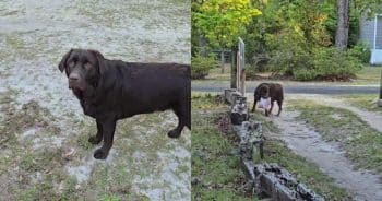 Obsessed Chocolate Lab Fumbles Package Delivery in the Funniest Way