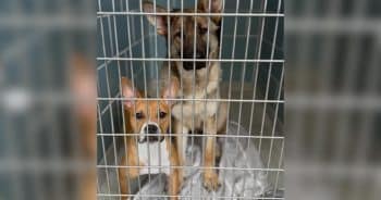 Found Near a Rail Line, These Two Dogs Never Stopped Protecting Each Other