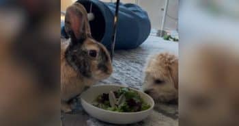 Hide the Celery! Puppy Raised by Bunnies Forgot He’s Actually a Dog