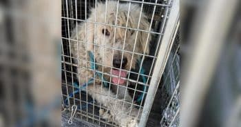 Rescuers Were Heartbroken by What Was Hidden Beneath This Dog’s Sweater