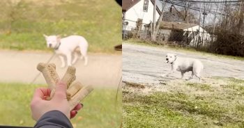 How One Rescued Pittie Helped a Terrified Dog Trust Humans Again
