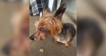 Rescued Senior Yorkie’s Tiny Body Reveals the Cruel Reality Behind “Cheap Puppies”