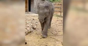 Chained Baby Elephant Takes First Steps Toward Freedom