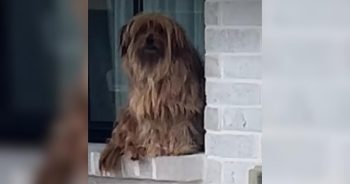 Sad Stray Dog Sat Outside Their Window Hoping Someone Would Notice Him