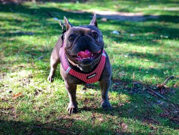 9 Best Natural Anti-Inflammatories for Dogs