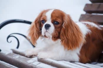 15 Sensitive Dog Breeds That Take Everything Personally