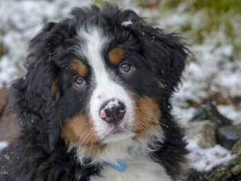 Ultimate Bernese Mountain Dog Puppy Shopping List: Checklist of 22 Must-Have Items
