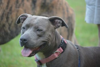 4 Best Supplements for Staffordshire Bull Terrier Puppies (+1 to Avoid)