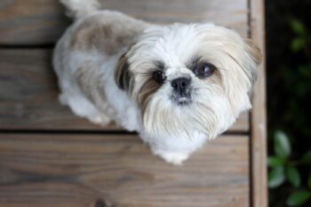 4 Best Supplements for Shih Tzu Puppies (+1 to Avoid)
