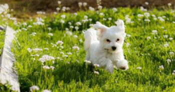 4 Best Supplements for Maltese Puppies (+1 to Avoid)