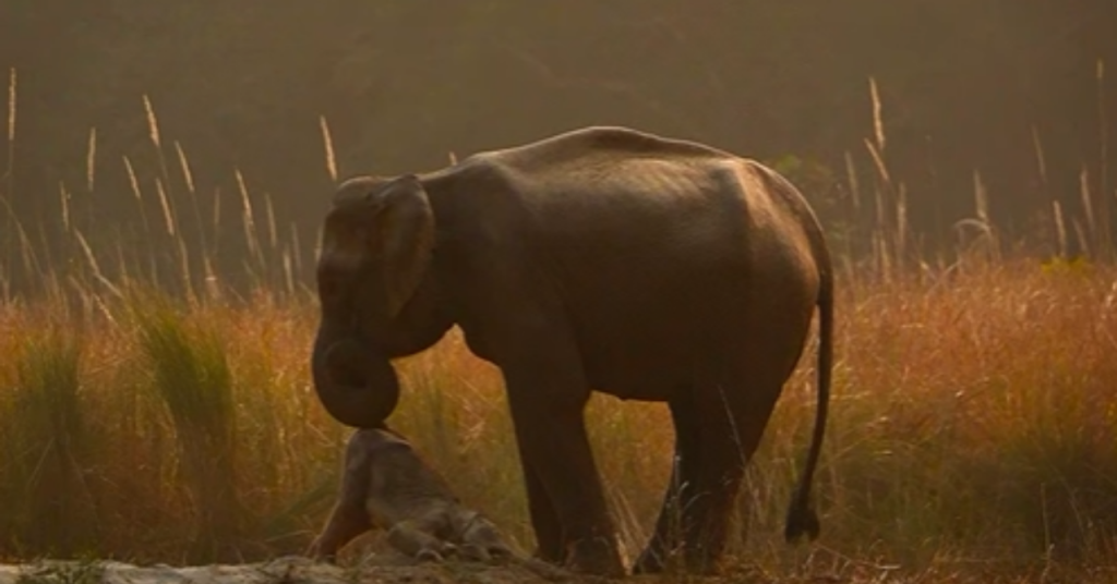 Inside the 80-Day Journey of a Mother Elephant Mourning Her Calf in Corbett