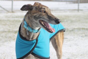 4 Best Supplements for Greyhound Puppies (+1 to Avoid)