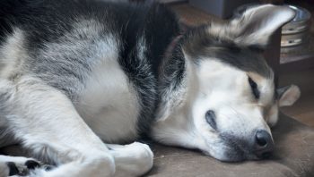 8 Ways To Help Your Husky Stop Scratching