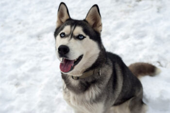 7 Dental Products, Chews, & Toys to Clean Your Husky’s Teeth