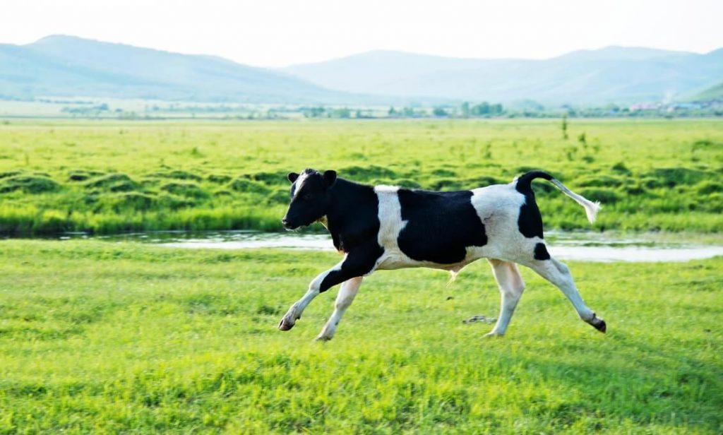 Victory! The Coffee Bean & Tea Leaf Drops Vegan Milk Surcharge