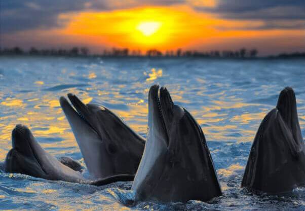 Vacay Victory! ‘Swim-With-Dolphins’ Encounters Nixed at Two Major Destinations