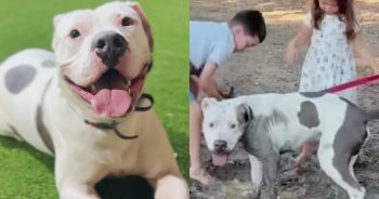 Our Hearts Melted Watching Him Play With His Foster Siblings