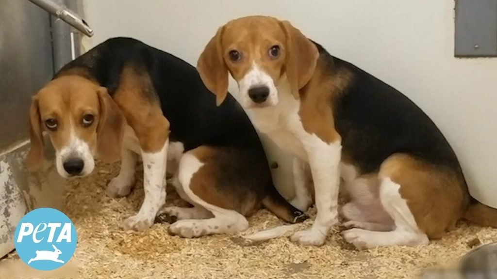 PETA Exposed the Misery. Now This Beagle Hellhole Is Closing!