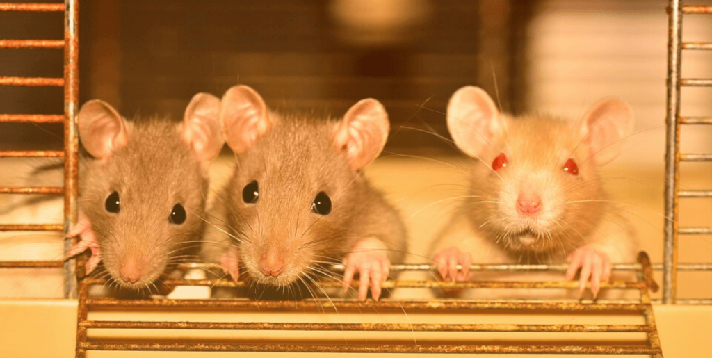 Thalidomide and Beyond: When ‘Safe Enough’ in Animals Means Dangerous in Humans