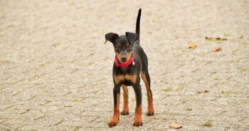4 Best Supplements for Miniature Pinscher Puppies (+1 to Avoid)