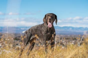 15 Athletic Dog Breeds Built For Hiking And Adventure