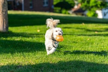 13 Easiest Dog Breeds To Train For Beginners