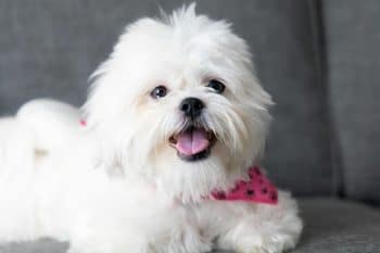15 Cutest Dog Breeds Everyone Falls In Love With
