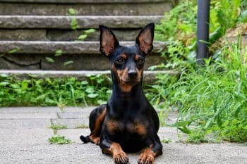 13 Dog Breeds Known For Big Personalities In Small Bodies