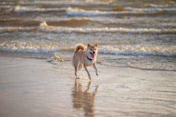 15 Independent Dog Breeds That Prefer Space And Freedom