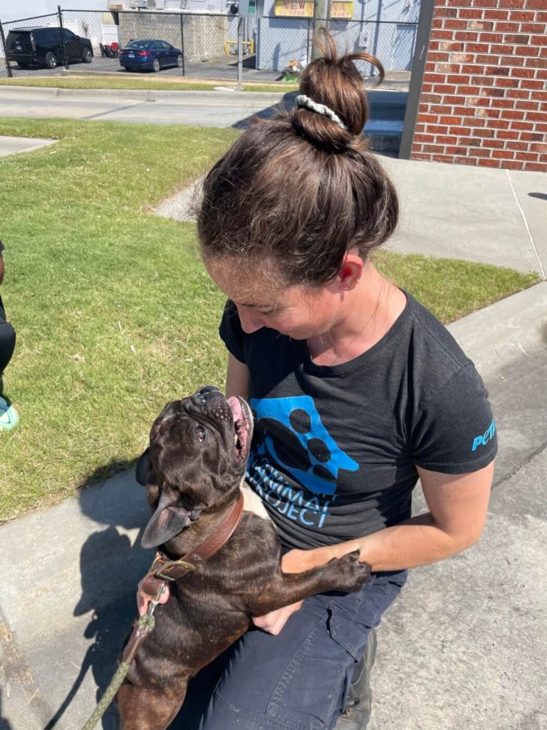 Add a Little ‘Je Ne Sais Quoi’ to Your Life: Adopt This French Bulldog!