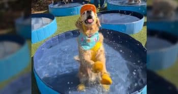 Hundreds of Dogs Make a Splash at Record-Breaking Pool Party