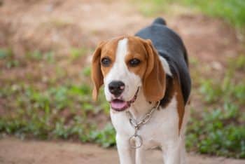 7 Dental Products, Chews, & Toys to Clean Your Beagle’s Teeth