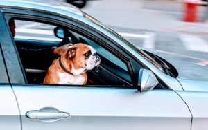 Does Your Dog Hate Car Rides? Try These Tips