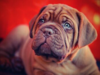 4 Best Supplements for Dogue De Bordeaux Puppies (+1 to Avoid)