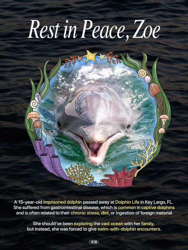 15-Year-Old Dolphin Dead at Florida Marine Park; Survivors MUST Be Sent to Sanctuary!