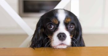Why Won’t My Dog Eat? The Surprising Science Behind Food Refusal