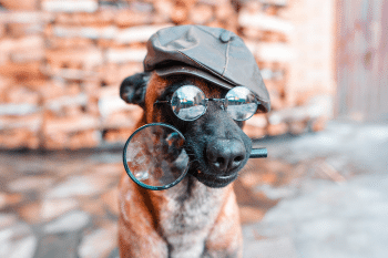 15 Intelligent Dog Breeds That Prove Dogs Are Highly Smart