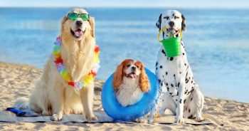 America’s Most Dog-Friendly Beaches for 2026 Are Pure Puppy Paradise