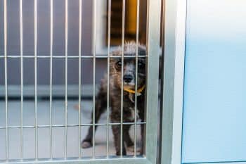 Animal Shelter Euthanasia Rates Drop Dramatically Across the U.S.