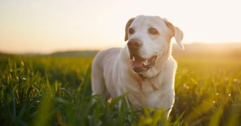 More Time With Your Dog: What the Science Says About Food and Aging