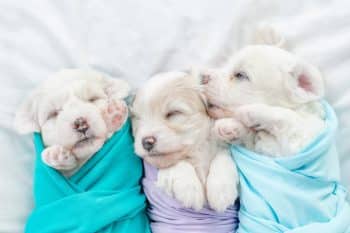 11 Dog Breeds With The Cutest Puppies You’ll Ever See