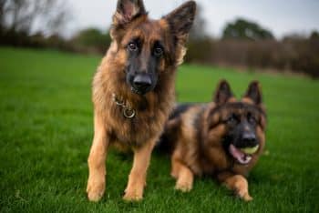 13 Confident Dog Breeds That Never Second-Guess Themselves